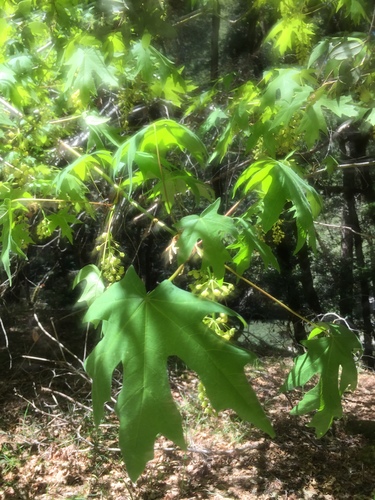 iNaturalist observation photo of bigleaf maple