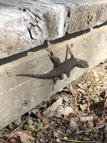 iNaturalist observation photo of Western Fence Lizard