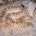 Mojave × Prairie Rattlesnake - Photo (c) Michael Jacobi, all rights reserved, uploaded by Michael Jacobi