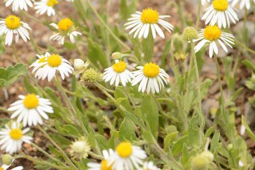 plainsdaisy (Dichaetophora campestris)