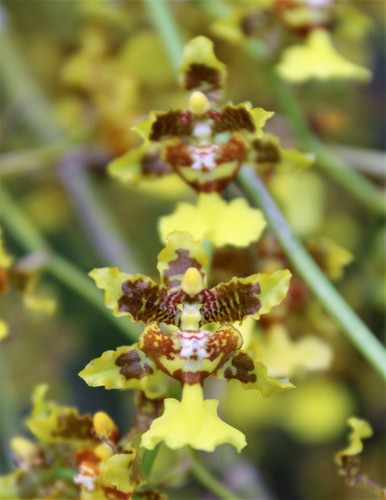 Oncidium polycladium