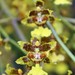 Oncidium polycladium - Photo (c) Marco Hidalgo Chaverri, all rights reserved, uploaded by Marco Hidalgo Chaverri