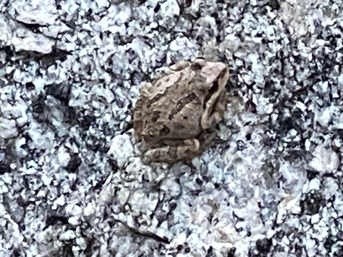iNaturalist observation photo of Pacific chorus frog