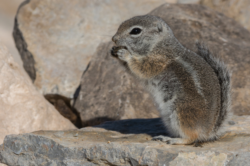 Texas Antelope Squirrel