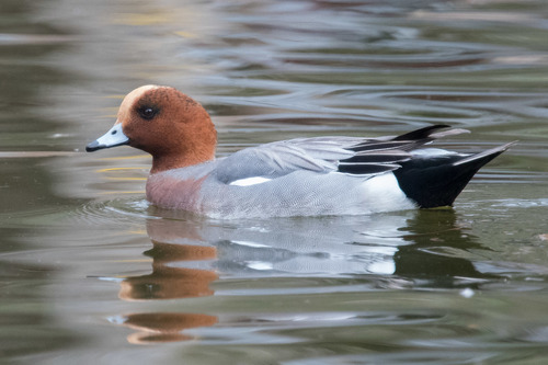 Pibeand — foto 5
