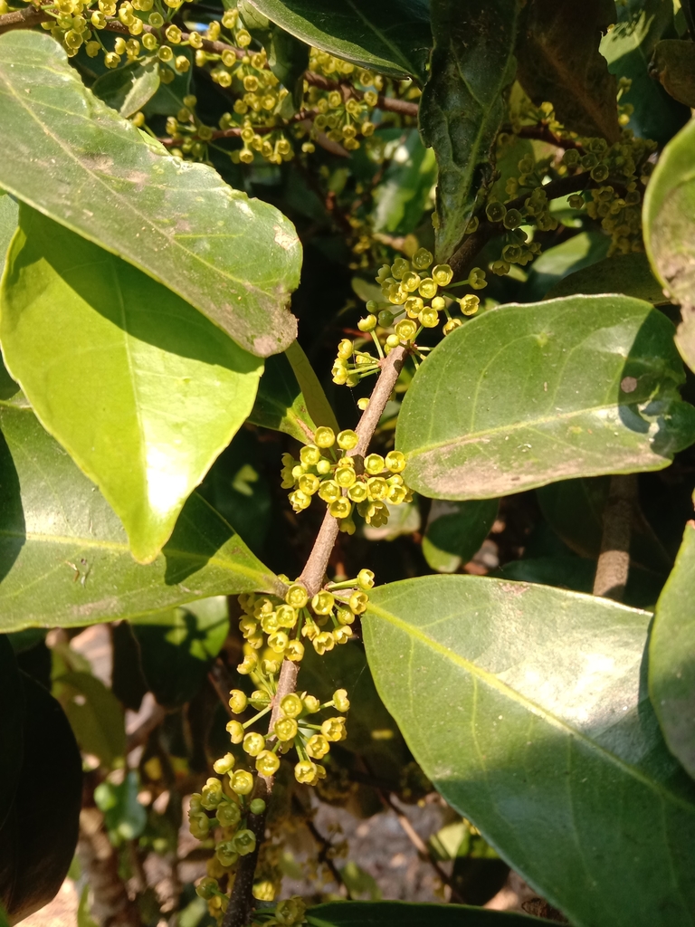 Salacia verrucosa (Salacia verrucosa)
