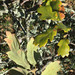 Subconvex Oak - Photo (c) Aaron Schusteff, all rights reserved, uploaded by Aaron Schusteff