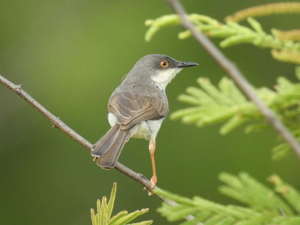 Gray-breasted Prinia photo