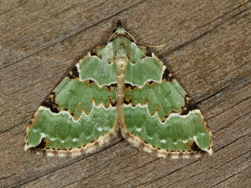 Green Carpet