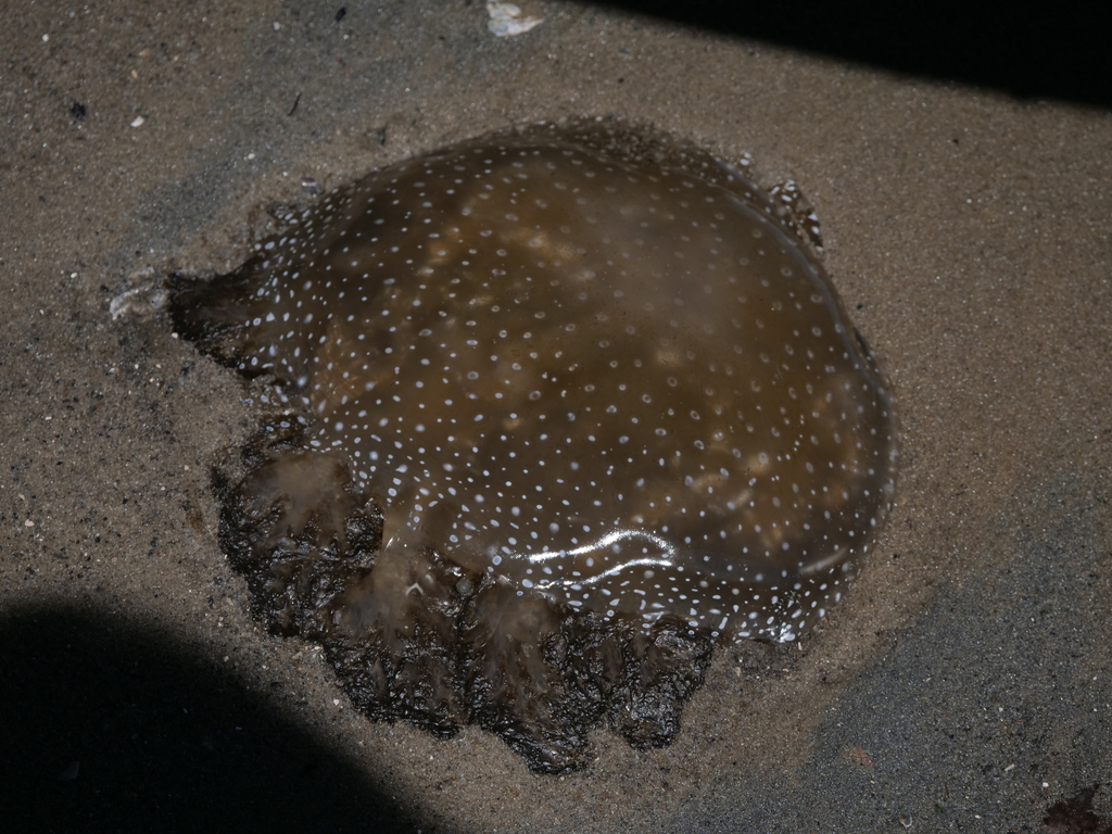 Phyllorhiza punctata<br>07 April, 2024