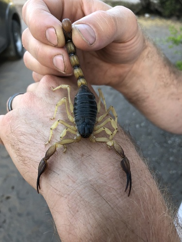 Hadrurus pinteri