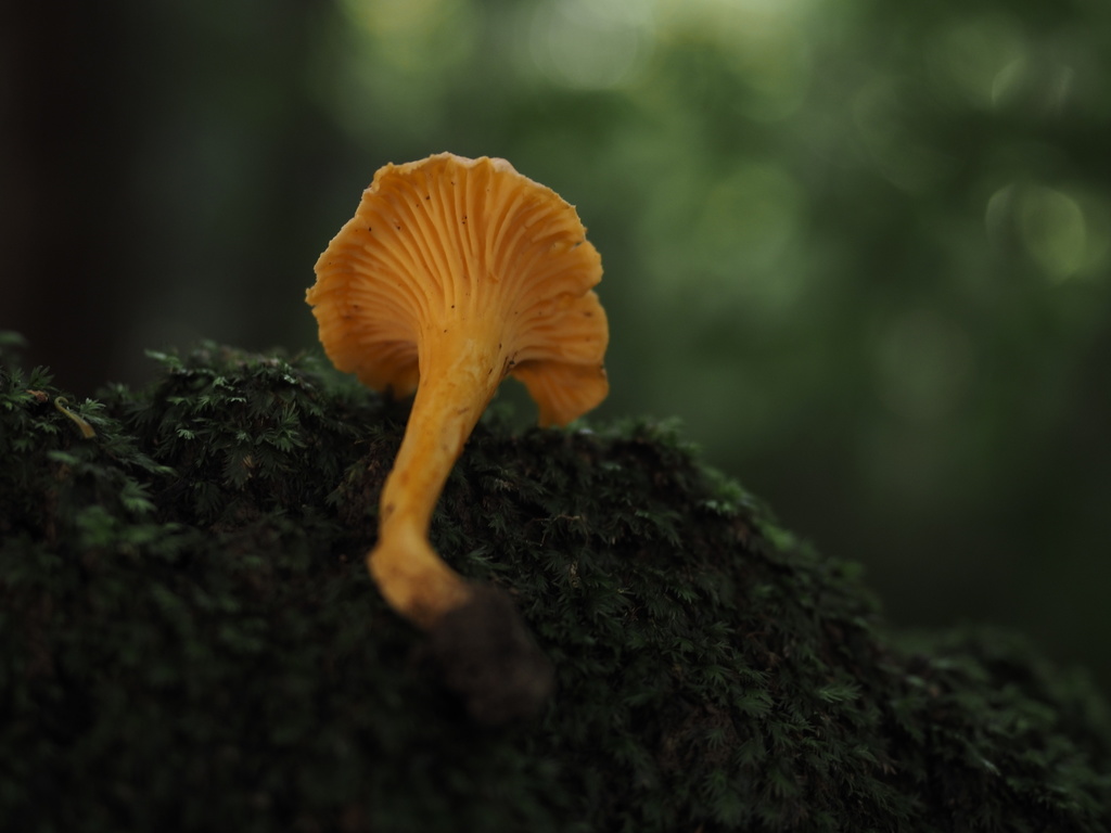Australian chanterelle from Mapleton National Park, Gheerulla, QLD, AU