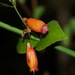 Madagascar Treefuchsia - Photo (c) Len deBeer, all rights reserved, uploaded by Len deBeer