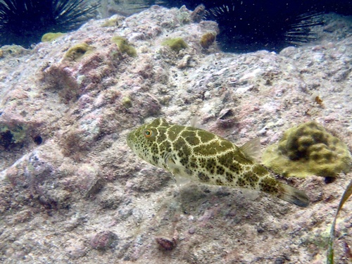 Checkered Puffer