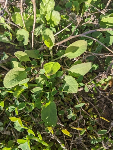 iNaturalist observation photo of Dicots