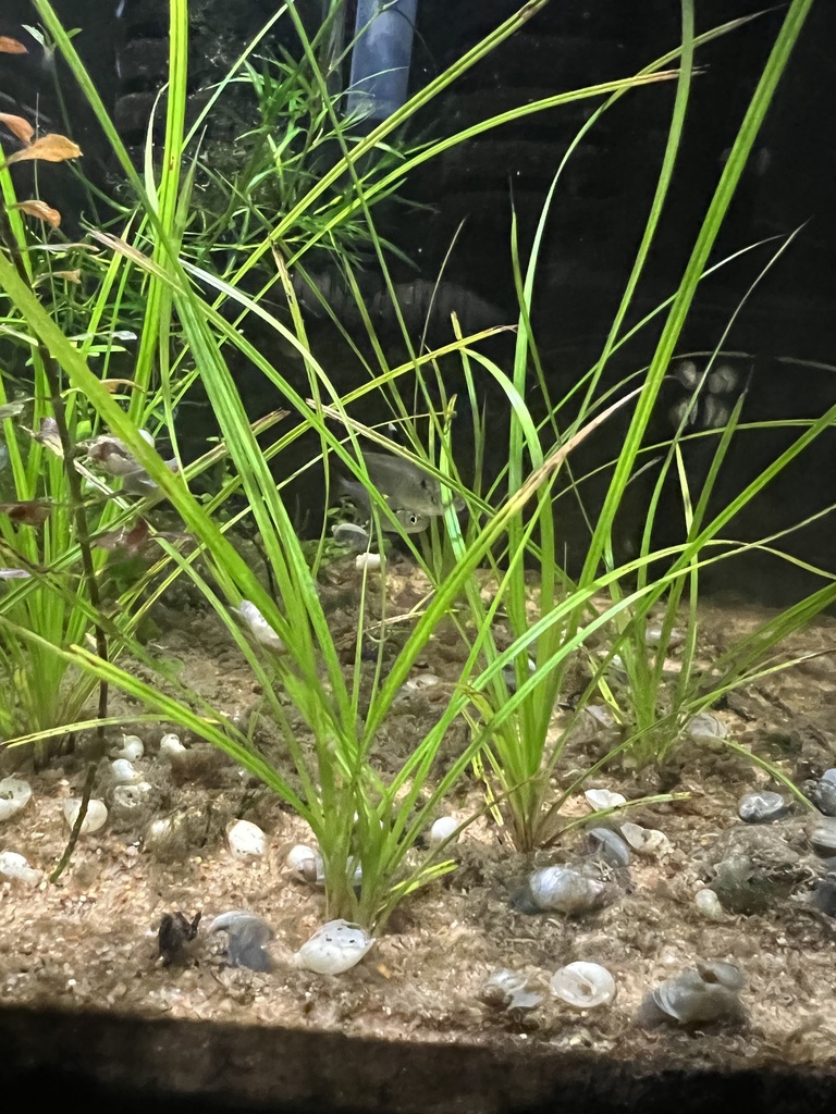 Cyperus helferi (Cyperus helferi)