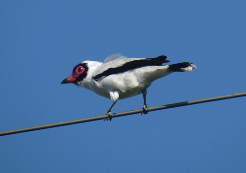 Masked Tityra