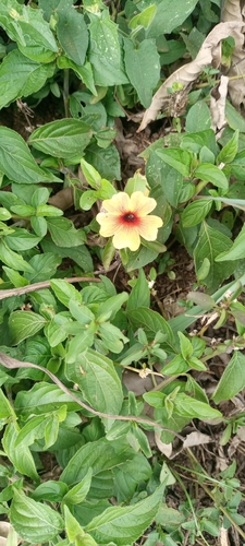 Black-eyed Susan vine