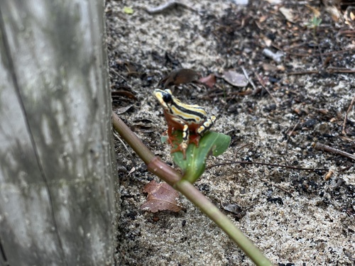 Painted Reed Frog