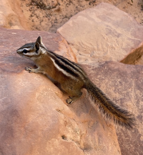Uinta Chipmunk
