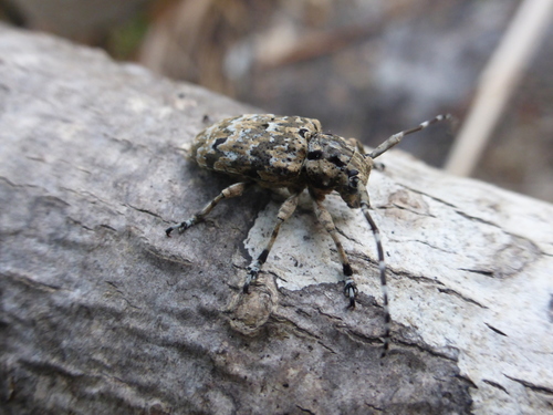 Coptops liturata