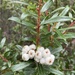 Copperleaf Snowberry - Photo (c) Fiona Walsh, all rights reserved, uploaded by Fiona Walsh