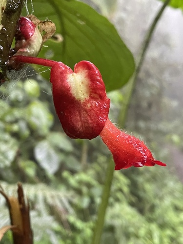 Glossoloma oblongicalyx
