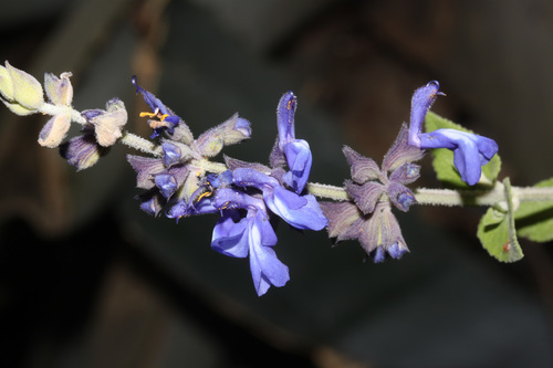 Salvia trifilis