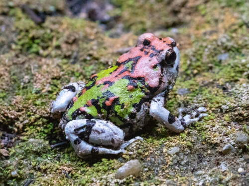 Gottlebe's Narrow-mouthed Frog