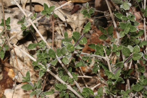 Cronquistianthus marrubiifolius · NaturaLista Mexico