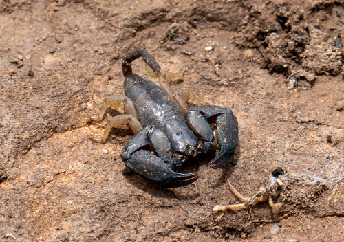 Opisthacanthus madagascariensis