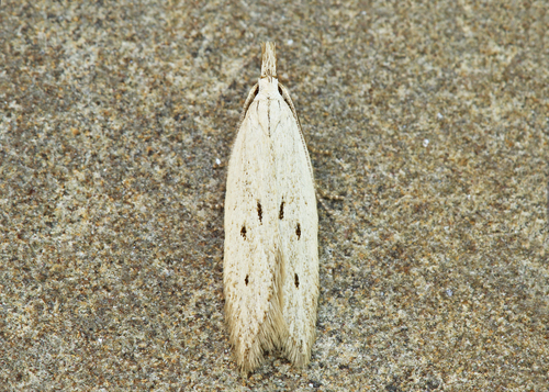 Ptycerata busckella