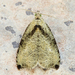 Wretched Olethreutes Moth - Photo (c) Michael King, all rights reserved, uploaded by Michael King