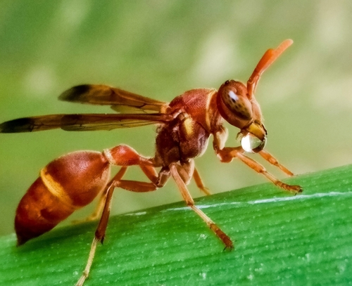 Subspecies Ropalidia marginata marginata  iNaturalist