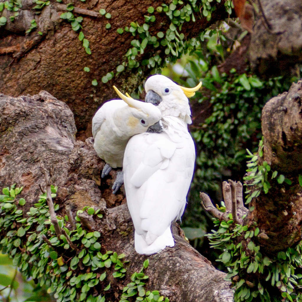 小葵花鳳頭鸚鵡(Cacatua sulphurea) · 愛自然-臺灣(iNaturalist Taiwan)
