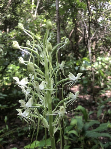 Habenaria subarmata