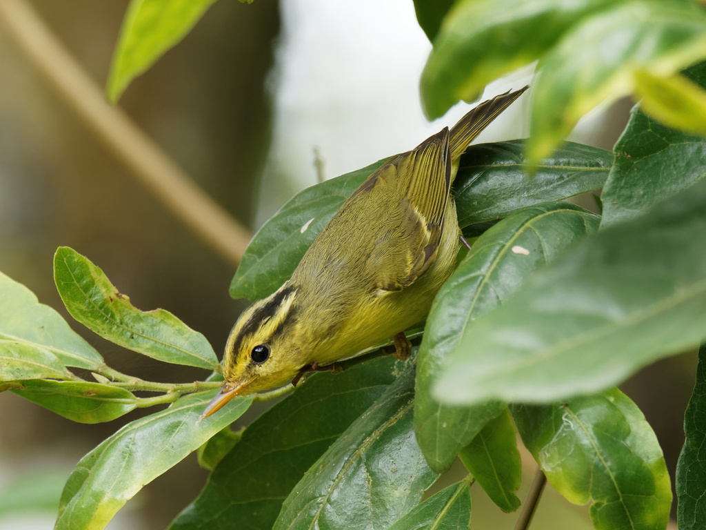 Sulphur-breasted Warbler photo