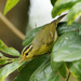 Sulphur-breasted Warbler - Photo (c) derekhon4, all rights reserved
