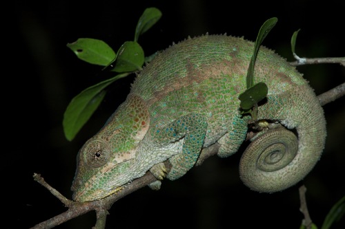 Cryptic Chameleon