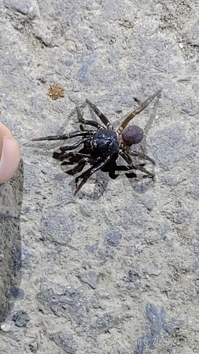 Conothele taiwanensis · iNaturalist