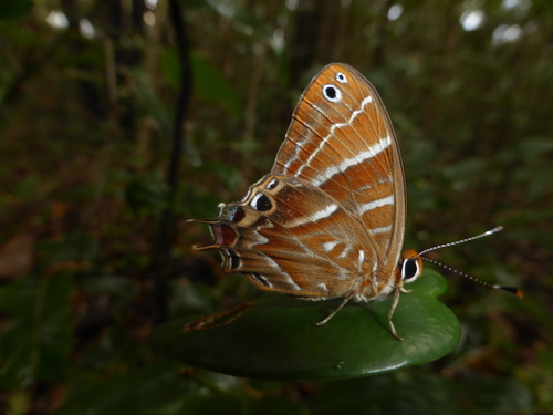 Saribia tepahi