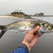 Hickory Shad - Photo (c) species_spotlight, all rights reserved, uploaded by species_spotlight