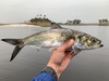 Hickory Shad - Photo (c) species_spotlight, all rights reserved, uploaded by species_spotlight