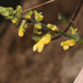 Salvia punctata - Photo (c) Ruth Ripley, todos os direitos reservados, uploaded by Ruth Ripley
