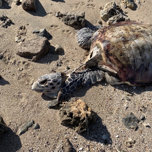 Hawksbill Sea Turtle — seen at this dive site