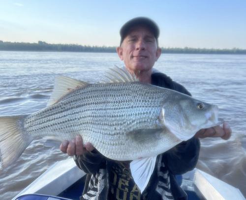 White × Striped Bass