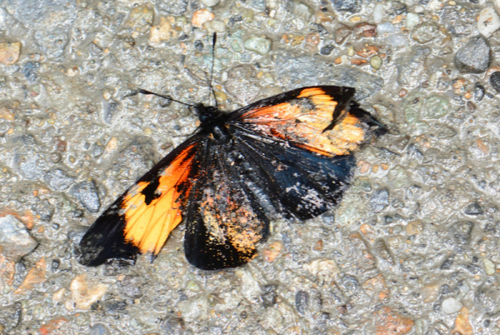 Poste De Mariposa De Simulación De Colores Aleatorios 10 - Temu Spain