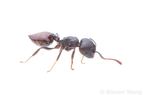 Crematogaster mafybeCrematogaster mafybe