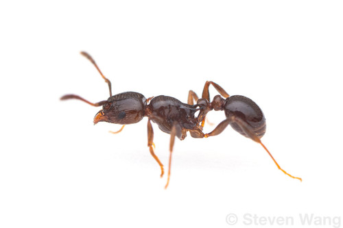 Tetramorium malagasyTetramorium malagasy