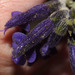 Salvia styphelus - Photo 由 Ruth Ripley 所上傳的 (c) Ruth Ripley，保留所有權利
